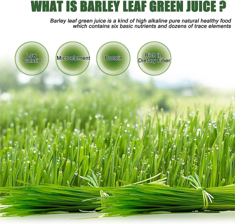 Pure Barley Grass Powder  Organic Solid Beverage 60g Pack (3g x 20 bags)