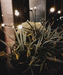 2 Pcs Solar Garden Lights B-382478 - TUZZUT Qatar Online Shopping