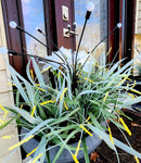 2 Pcs Solar Garden Lights B-382478 - TUZZUT Qatar Online Shopping