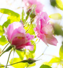 Miss Dior Eau de Parfum - By Dior 100ml - TUZZUT Qatar Online Shopping