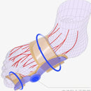 Foot Orthotics Big Toe WSG840 - TUZZUT Qatar Online Shopping