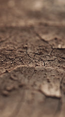 Aurora Globe Collection Black Python EDP 100ml Unisex Perfume