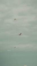 Moja Malaysian Georgette Heavy Chiffon Hijabs