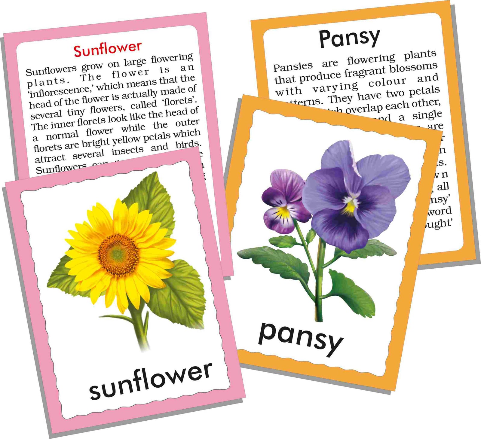 Discover Birds - FLASH CARDS Discover Birds - FLASH CARDS
