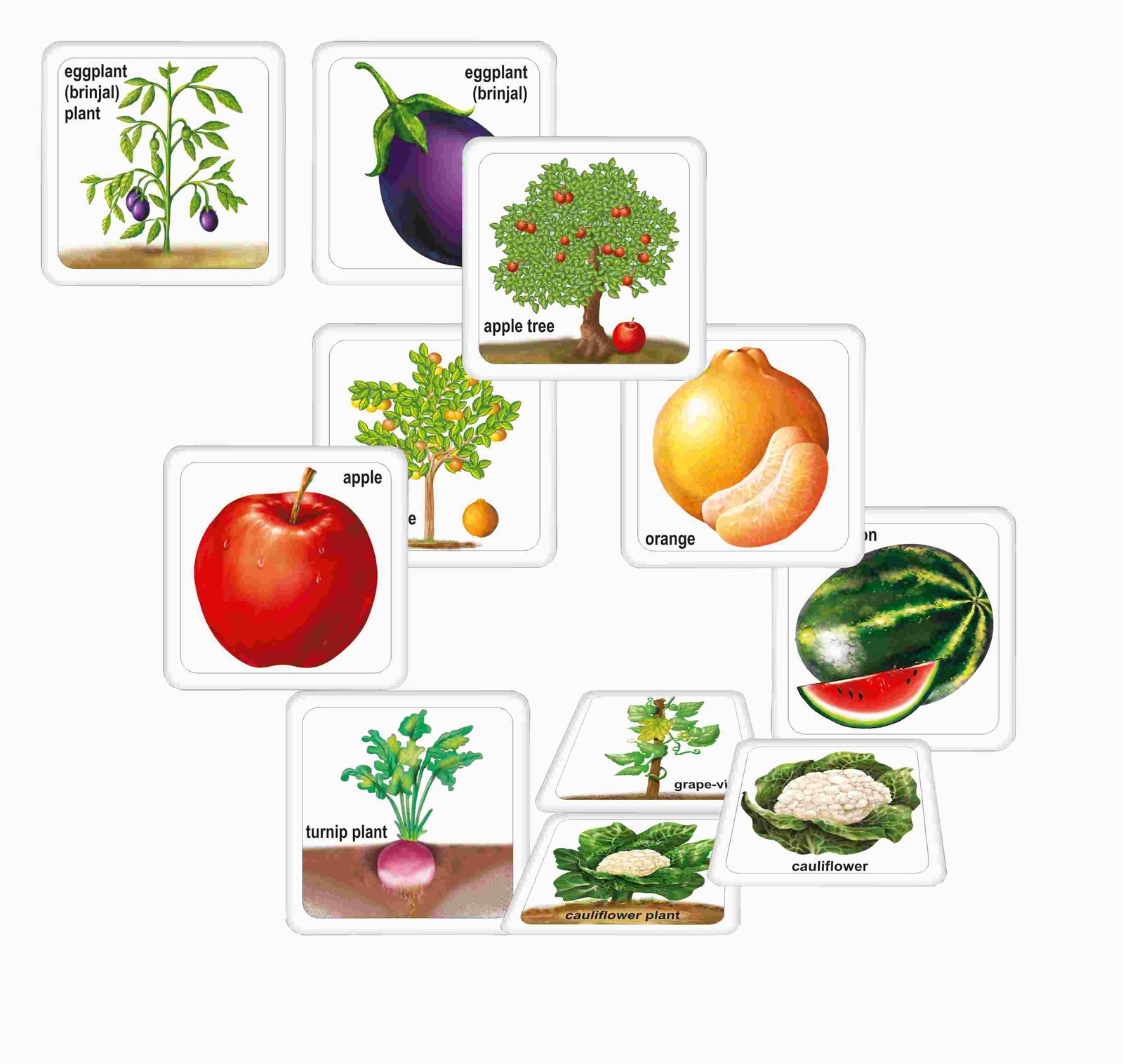 Fruits, Vegetables & Their Plants Fruits, Vegetables & Their Plants