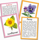 Discover Birds - FLASH CARDS - Tuzzut.com Qatar Online Shopping