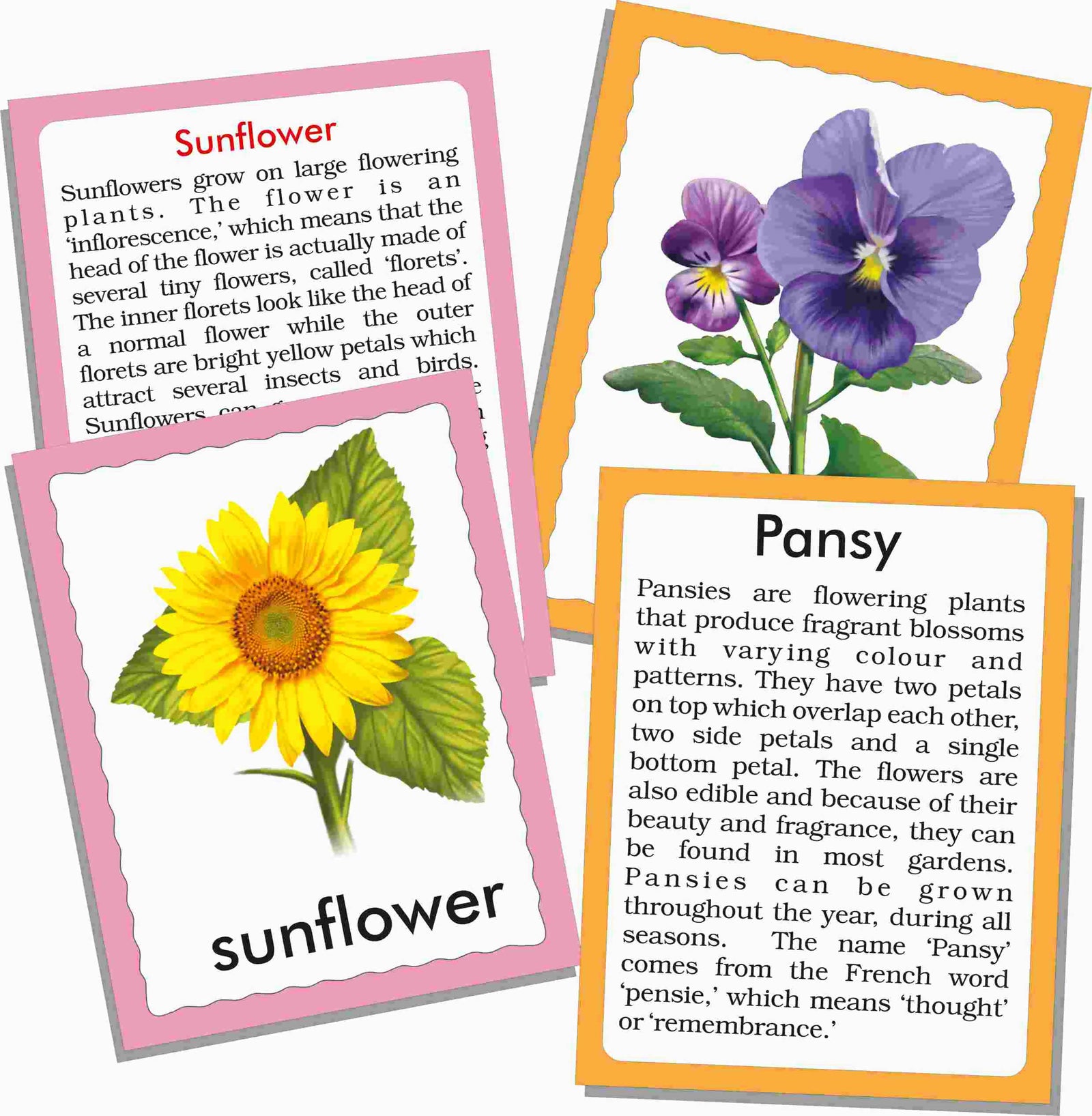 Discover Birds - FLASH CARDS Discover Birds - FLASH CARDS